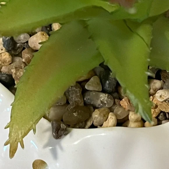 Ceramic Succulent - Picture 2 of 4